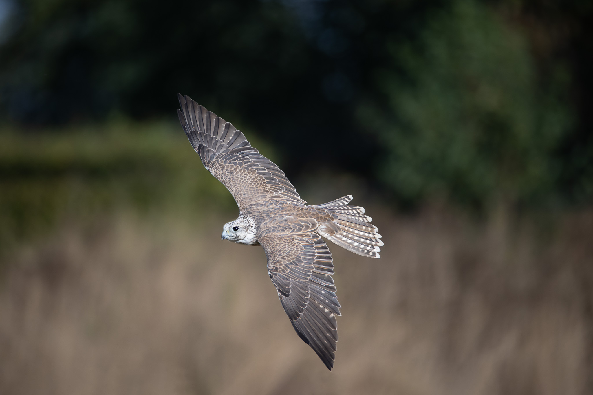 Fotoworkshop Roofvogels En Uilen Fotograferen Steven Ruiter fotoworkshop-roofvogels-en-uilen-fotograferen-steven-ruiter