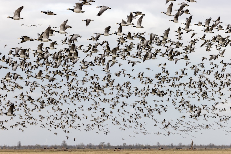 Fotoworkshop natuurfotografie voor beginners