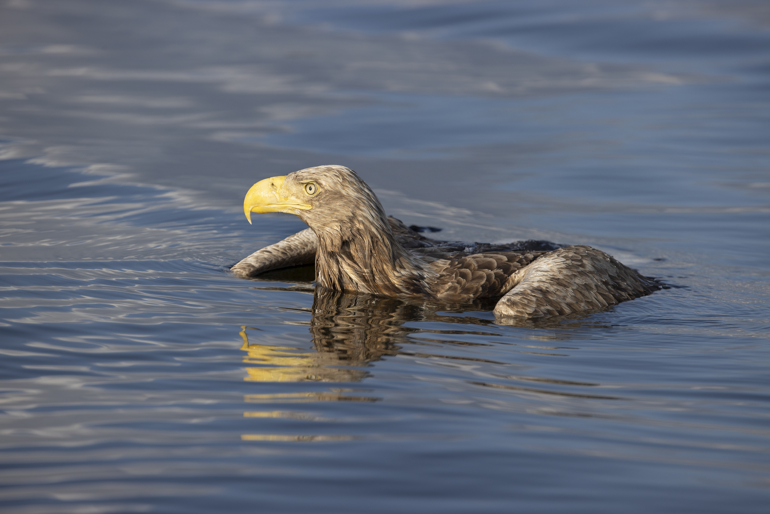 Fotoreis Polen: zeearenden fotograferen in Oderdelta