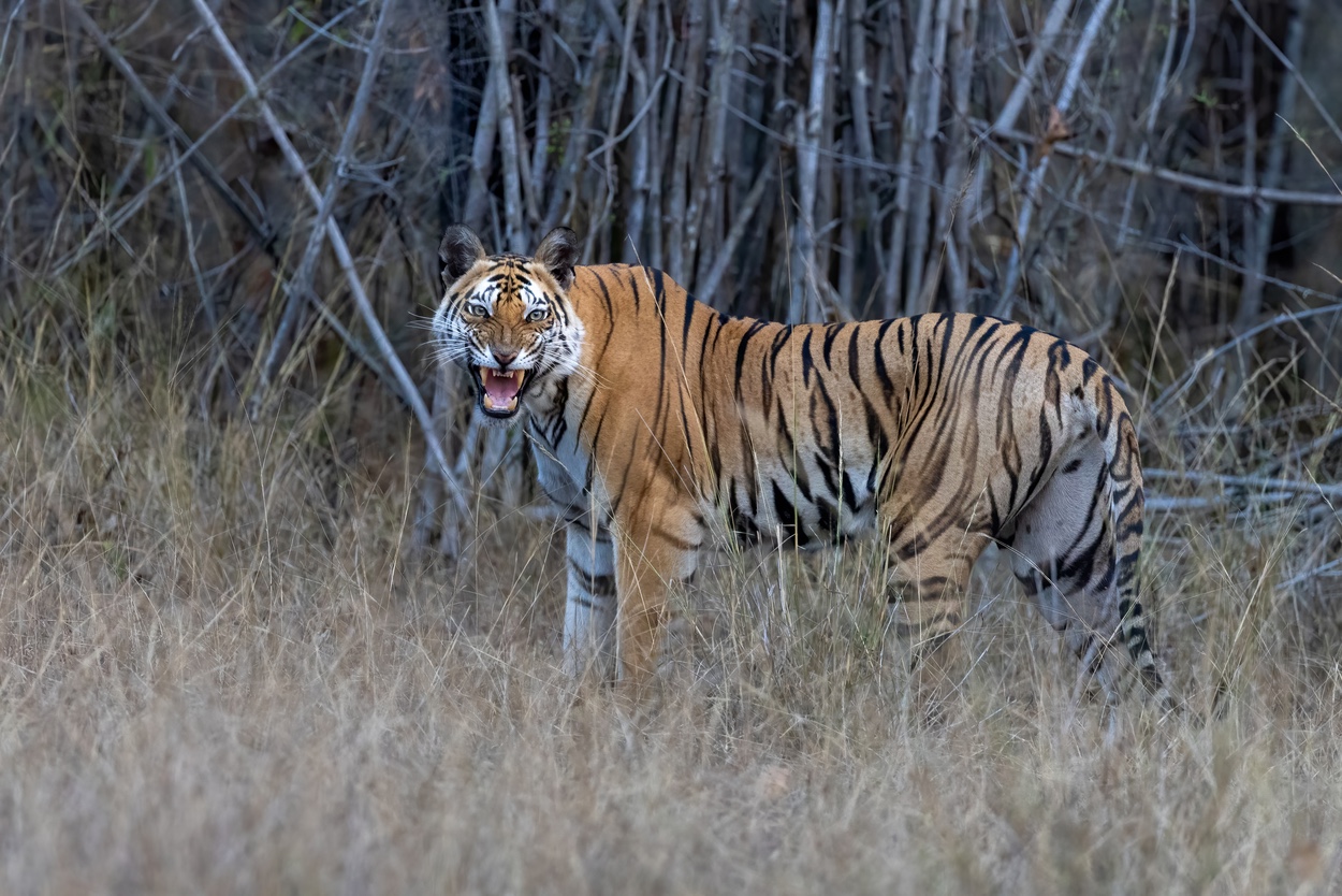 Fotoreizen afrika dieren fotograferen