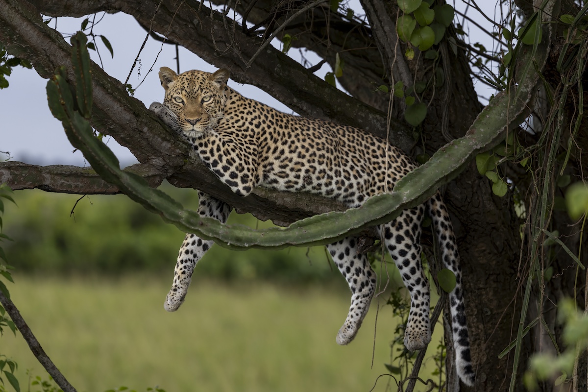 Fotoreis Afrika: wildlife fotograferen in Zambia (South Luangwa)