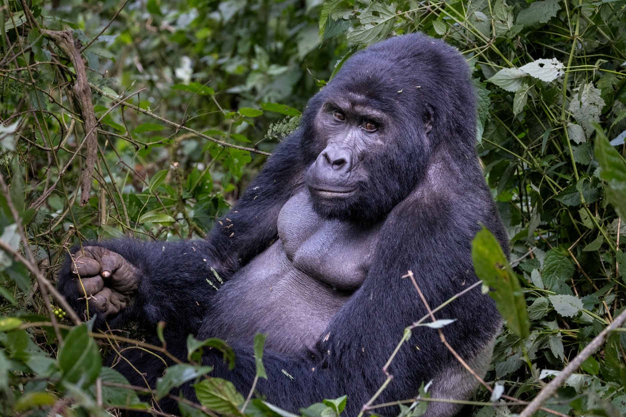 Fotoreis India wilde dieren