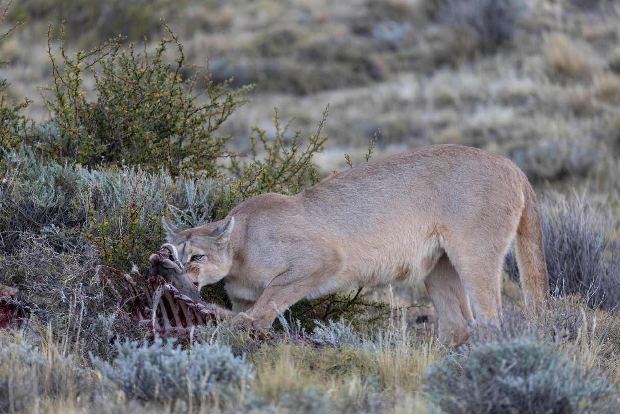 Fotosafari reis dieren fotograferen