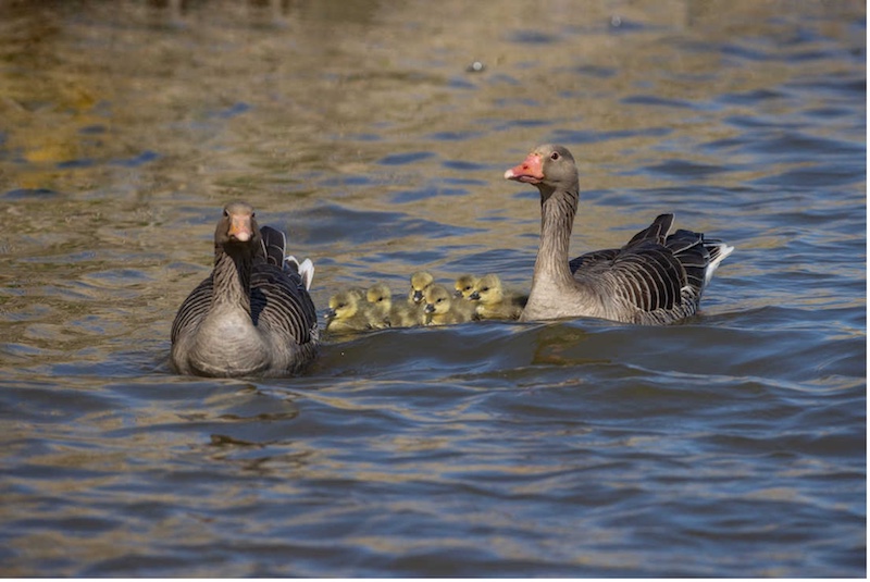 Fotoworkshop: natuurfotografie en wandelsafari in de Oostvaarders-plassen