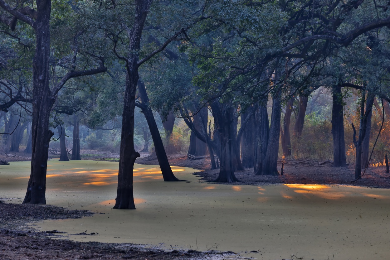 Landschap fotografie fotoworkshop Oostvaardersplassen