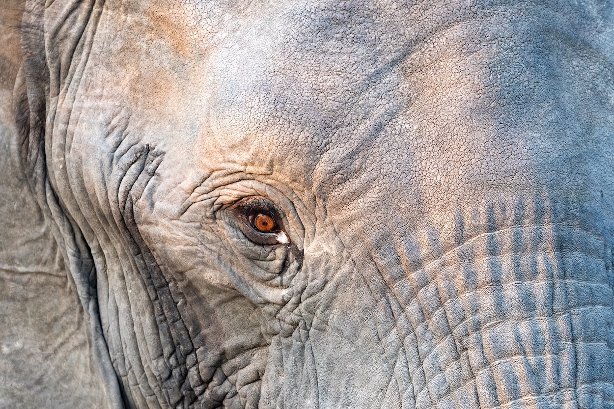 Olifant camere fotoreis afrika