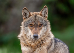 Wolvin fotograferen